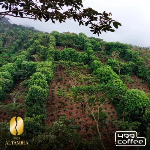 El Salvador Finca Altamira (2).png