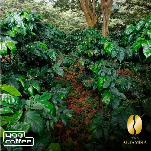 El Salvador Finca Altamira (3).png
