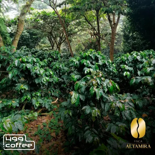 El Salvador Finca Altamira (4).png