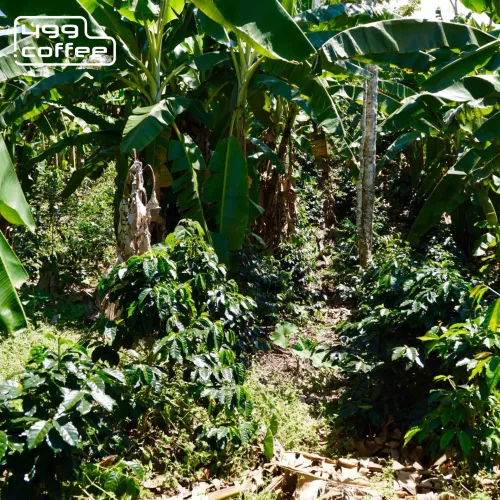 Peru Negrisa (2).png