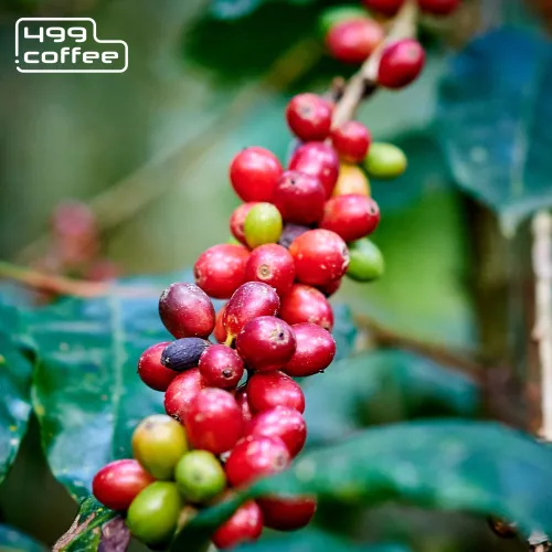 Honduras Las Delicias (from Canva) (2).png