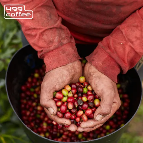 Honduras Las Delicias (from Canva) (3).png