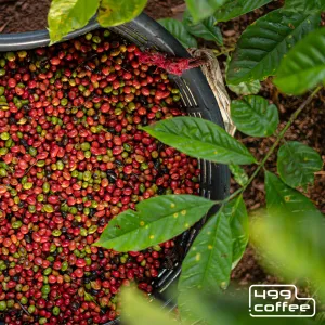 Kawa speciality Honduras Las Delicias wypał