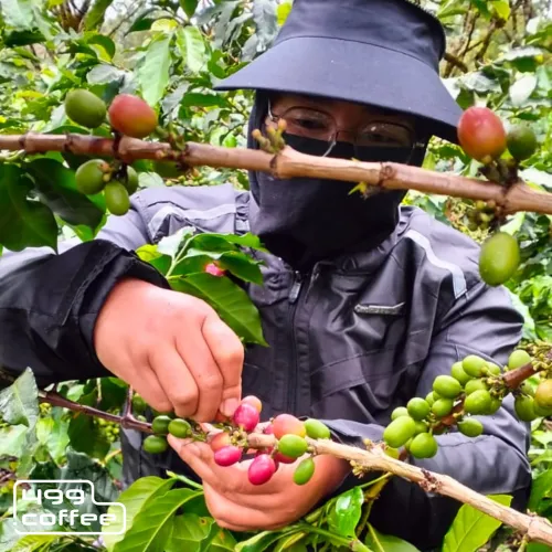 Indonesia Terry Farm.png