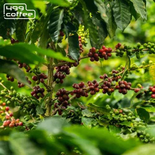 Peru Valley Coffee (1).png
