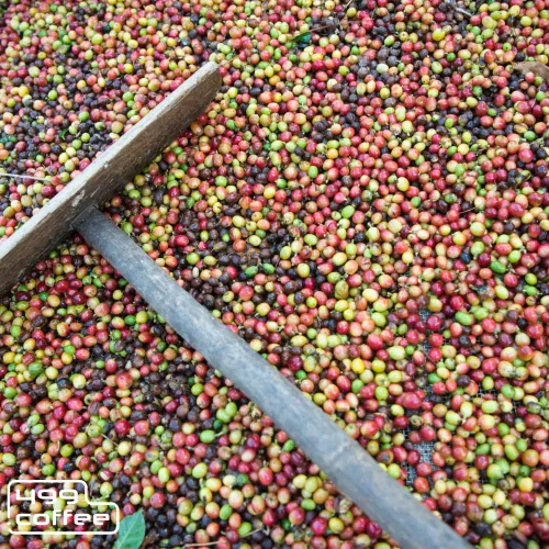 Kenya Inoi Kaguyu (4).png
