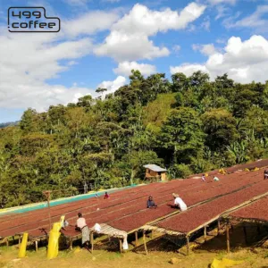 Kawa speciality Ethiopia Coffee Konga G2 499g. wypał 2026.05.30