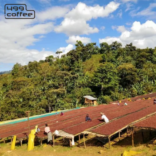 Ethiopia-Coffee-Konga-G2-2.png