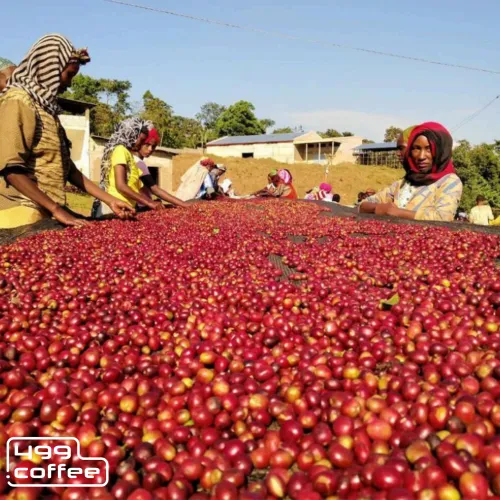 Ethiopia-Coffee-Konga-G2.png