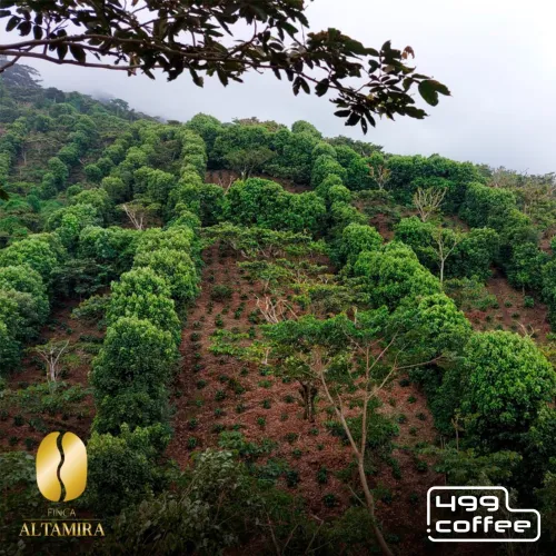 El Salvador Finca Altamira (2).png